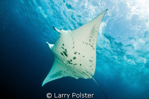 Manta feeding on Devil's Highway, 8 to 10 knot current, h... by Larry Polster 